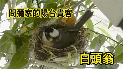 鳥築巢吉兆